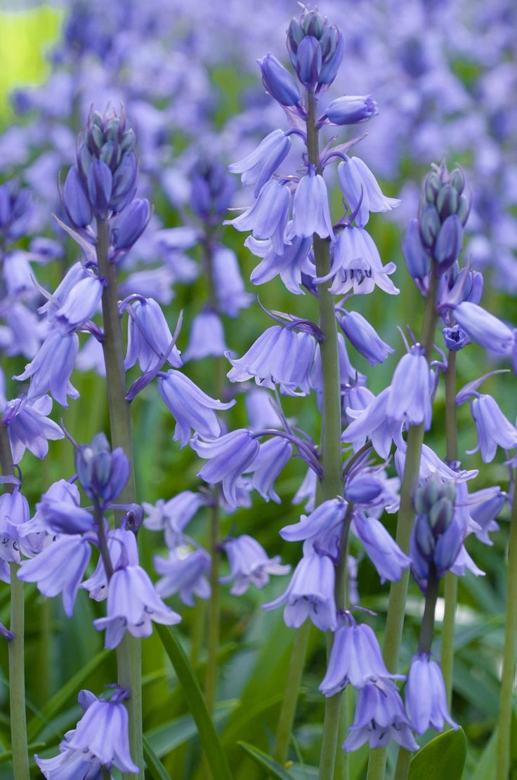 purple flowers are blooming in the garden