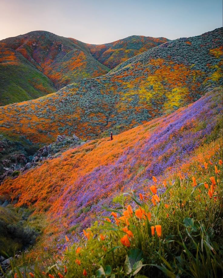 colorful flowers growing on the side of a hill in the hills near san francisco, california