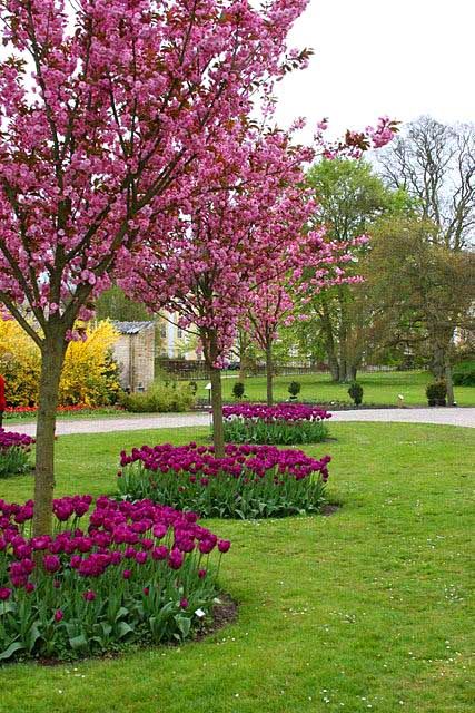 pink flowers are blooming in the middle of a green lawn with trees and bushes