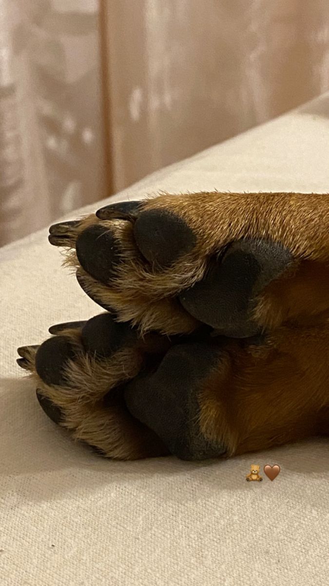 a close up of a dog's paws on a bed