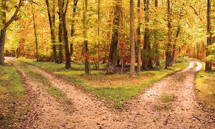 two roads in the middle of a wooded area with trees and leaves on both sides