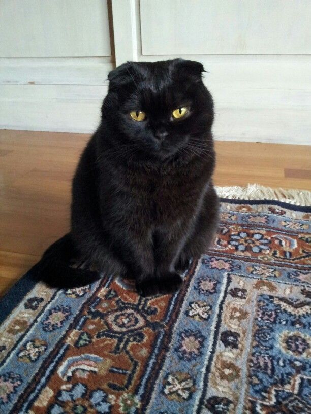 a black cat sitting on top of a rug in front of a door with yellow eyes