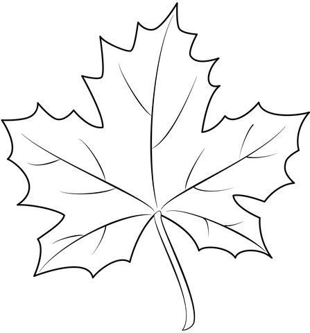 the outline of a maple leaf