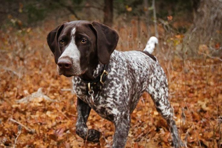 a brown and white dog standing on top of a leaf covered forest filled with trees