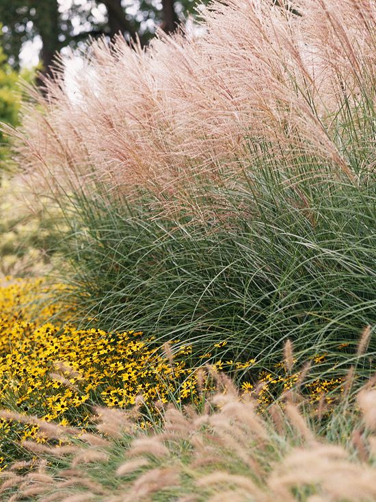 tall grass and yellow flowers are in the foreground