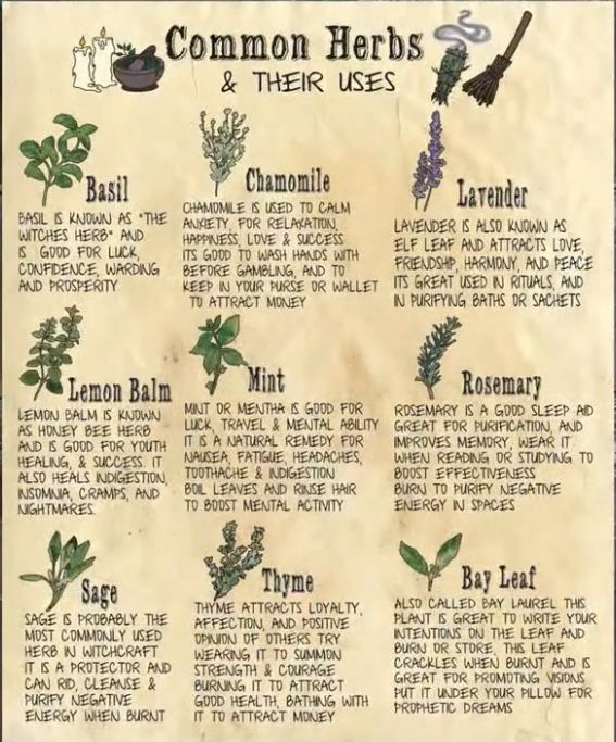 Magickal Herbs Herbal Magic, Herb Meanings, Herbs And Their Uses, Herbal Witch, Witchcraft Herbs, Herbs Plants, Witch Tips, Magickal Herbs, Witch Herbs