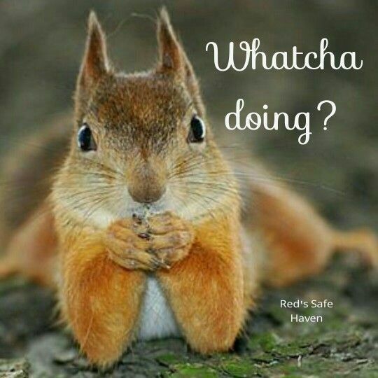 a squirrel is sitting on the ground with its hands together and it's saying, whatcha doing?