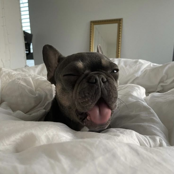 a black dog laying on top of a bed covered in white sheets with its tongue hanging out