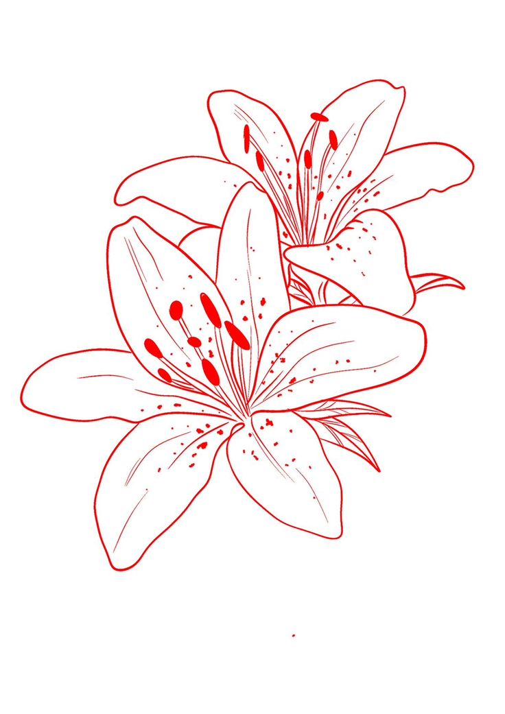 a red and white flower on a white background