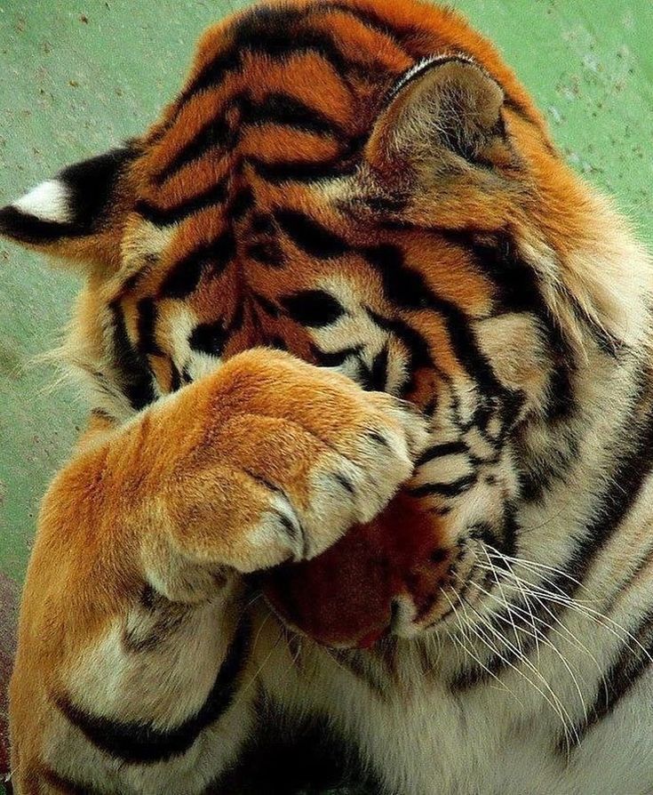 a close up of a tiger's face with it's paw in its mouth