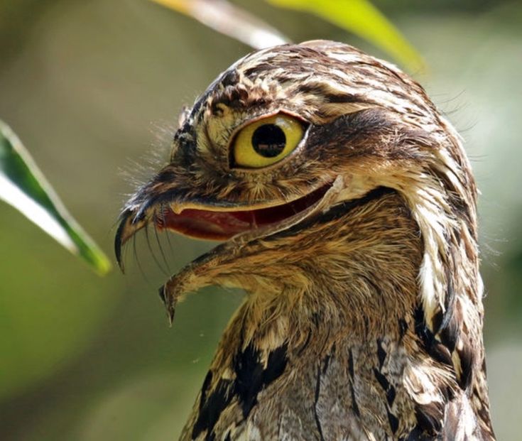 a close up of a bird with an open mouth