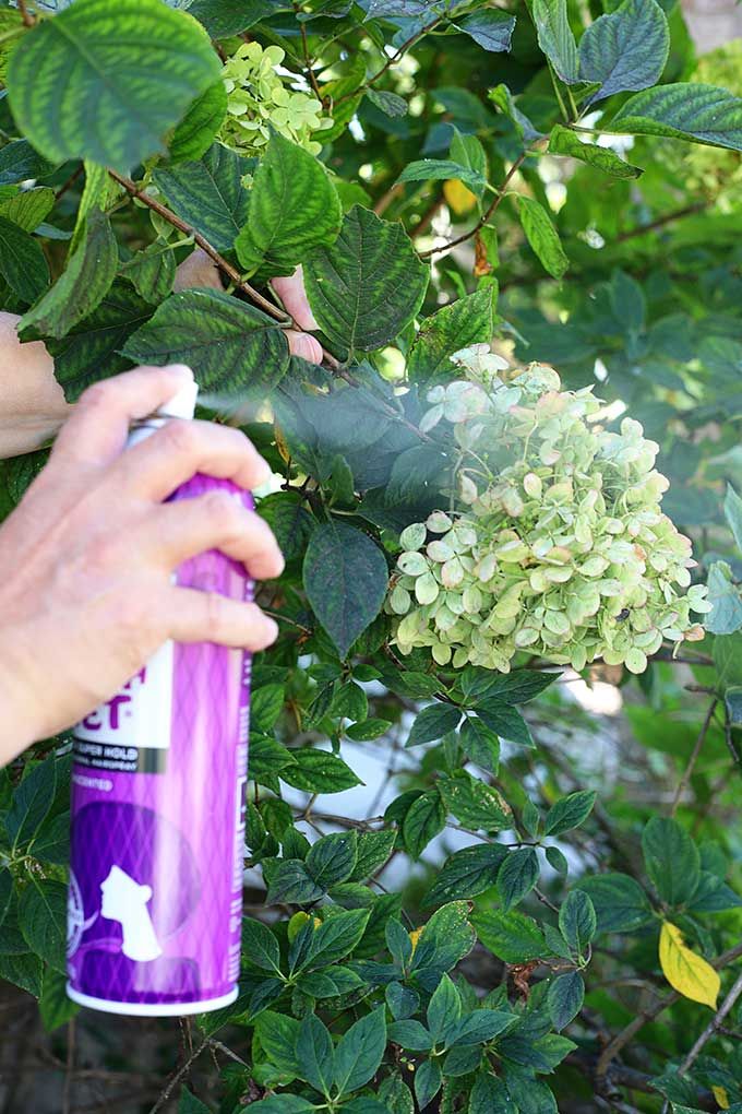 a person sprays green leaves on a bush with a purple aeroplaneer bottle