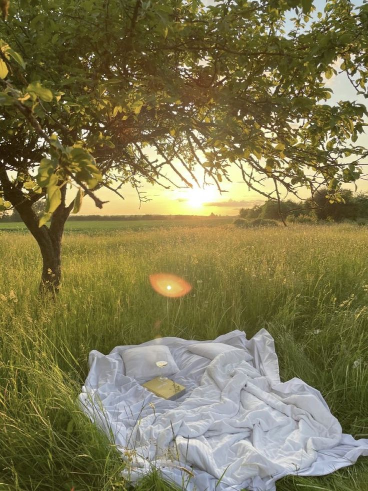 a blanket is laying in the grass near a tree and a sun setting behind it