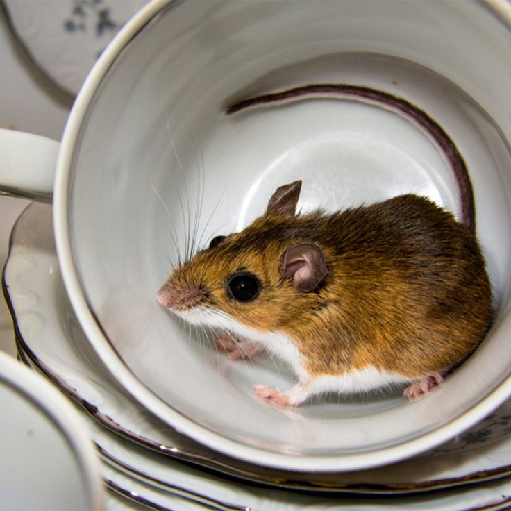 a brown and white mouse sitting in a coffee cup on top of china cups with saucers