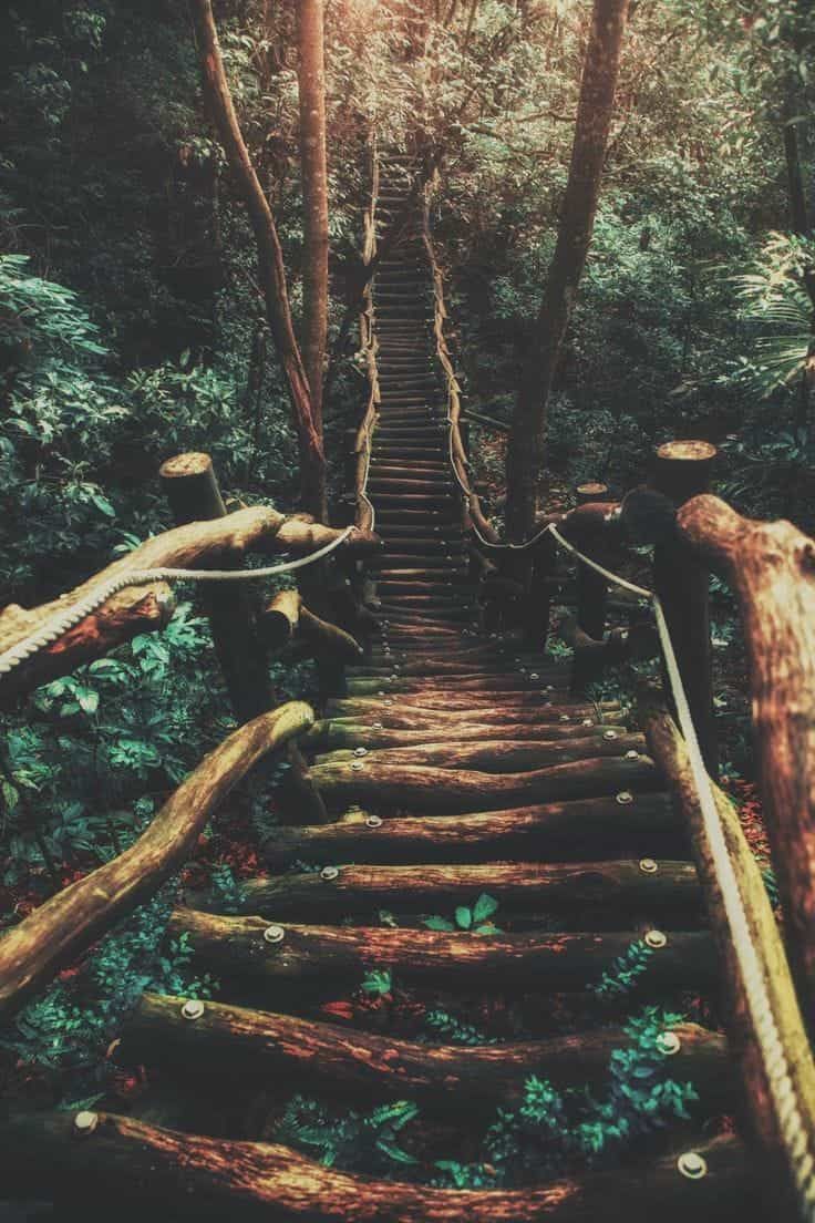 an old set of stairs in the woods with trees growing on it and sunlight coming through