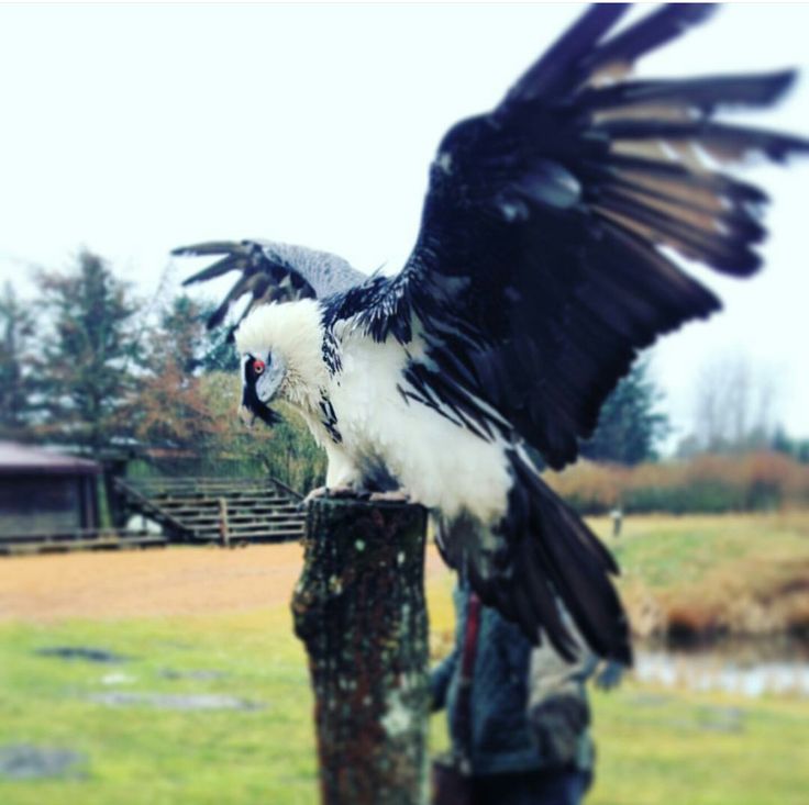 a large black and white bird sitting on top of a wooden post next to a field