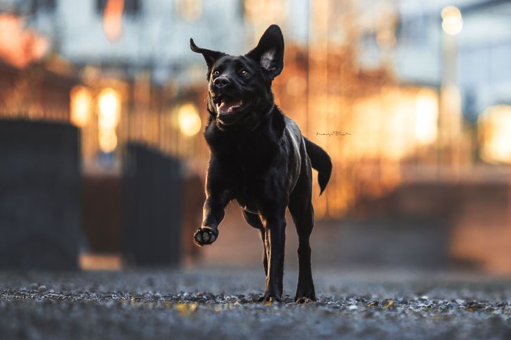 a small black dog running across a gravel covered ground in front of a city building