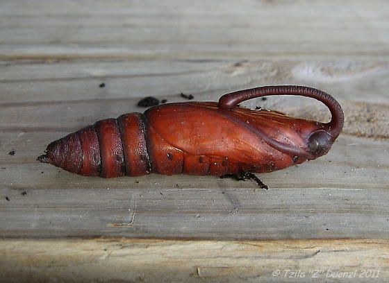 a close up of a bug on a wooden surface