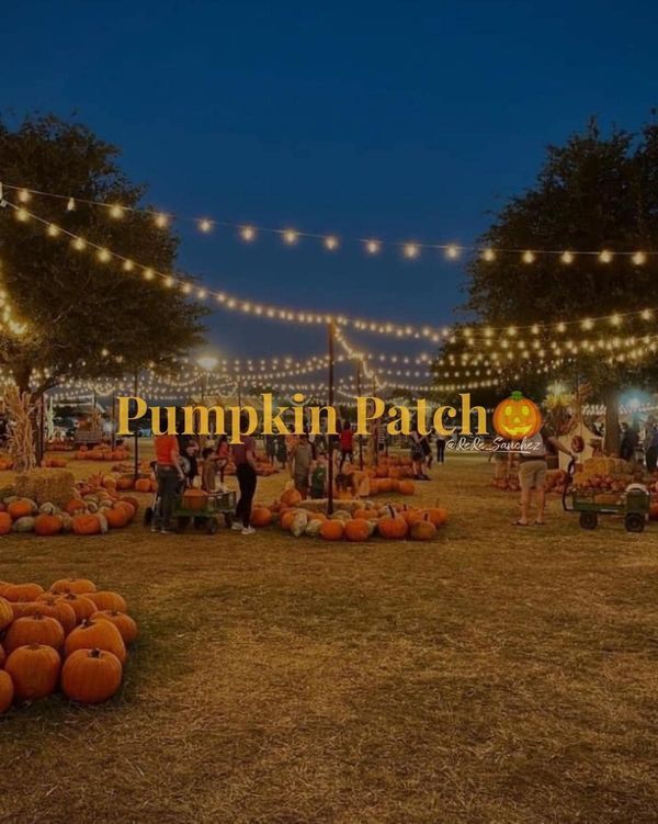 pumpkin patch at night with lights strung over it