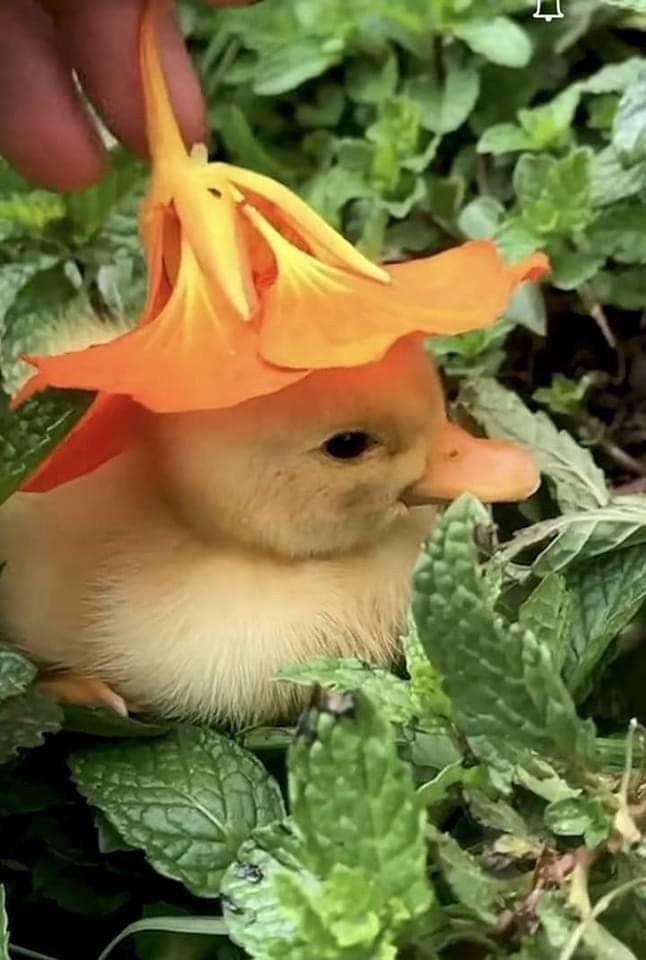 a duckling with an orange flower on its head in the grass next to leaves