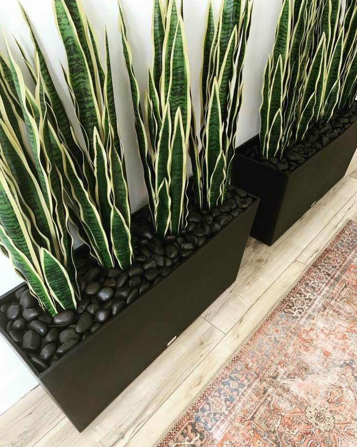 two black planters with green and white plants in them on a rug next to a wall