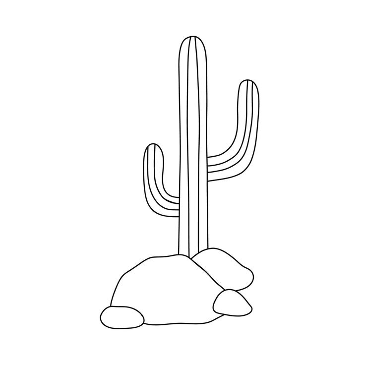 a cactus with rocks in the foreground and a rock on the ground behind it