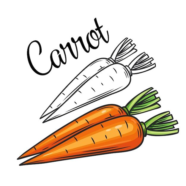 carrots with the word carrot written in black ink on a white background, surrounded by smaller carrots