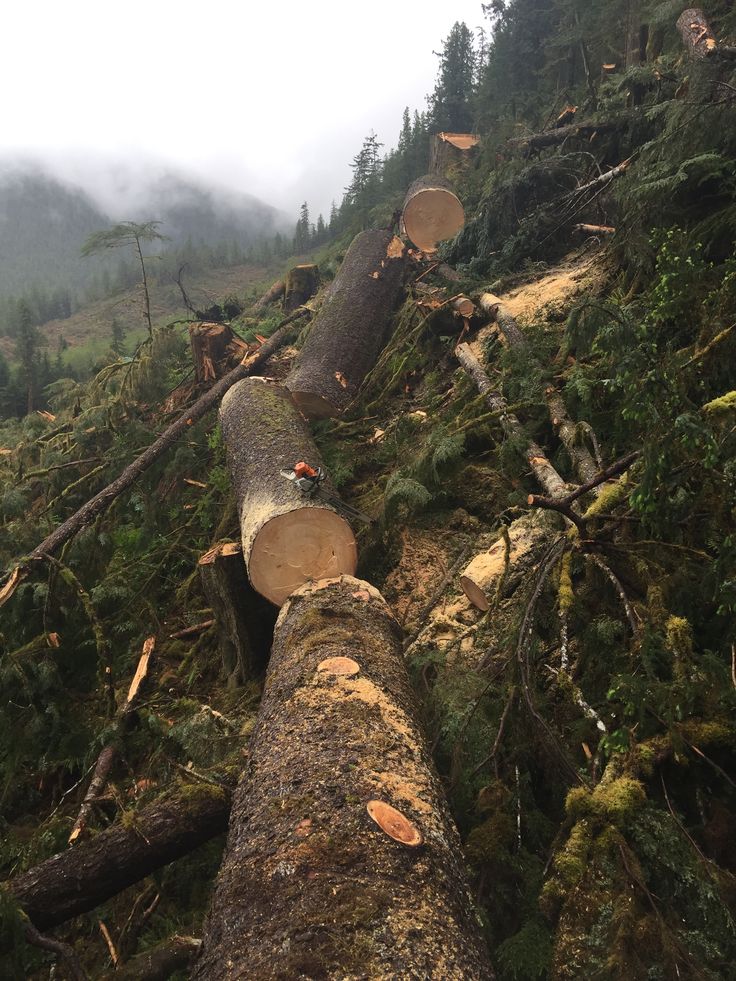 a large tree that has been cut down in the middle of a forest with fog