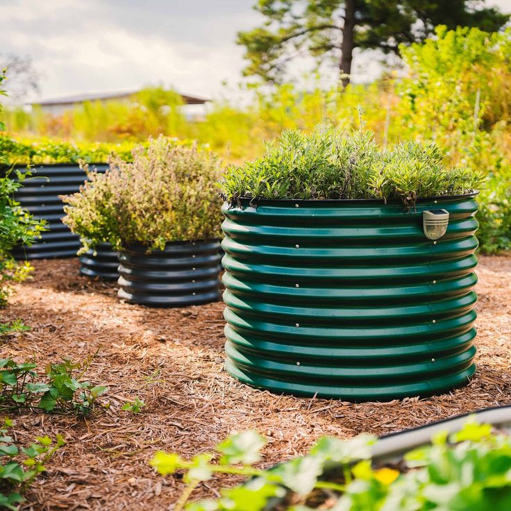 there are many different types of plants growing in the planter boxes on the ground