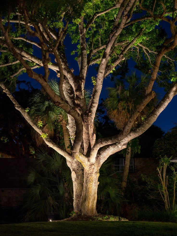 a large tree in the middle of a yard at night with lights shining on it