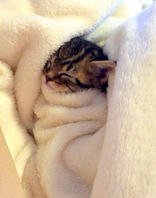 a small kitten sleeping on top of a white blanket