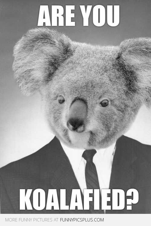 a koala wearing a suit and tie with the caption are you koalafied?