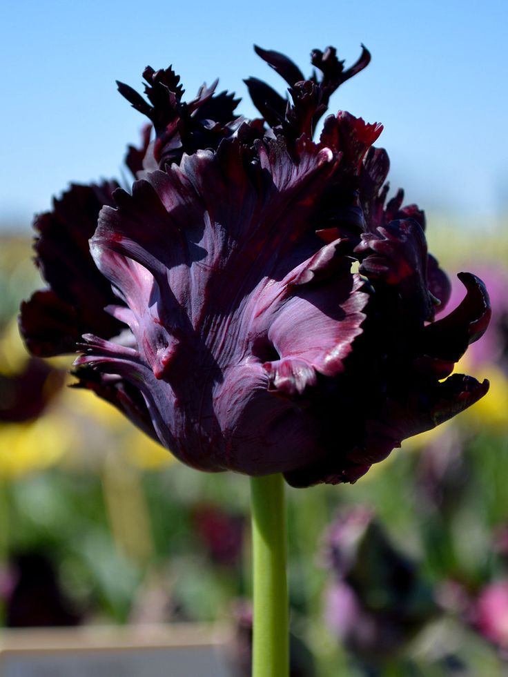 a close up of a purple flower in a field with blue sky and flowers behind it