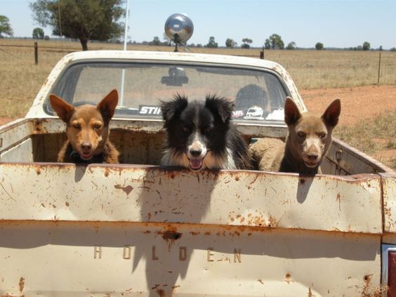 three dogs sitting in the back of a pick up truck with their heads sticking out