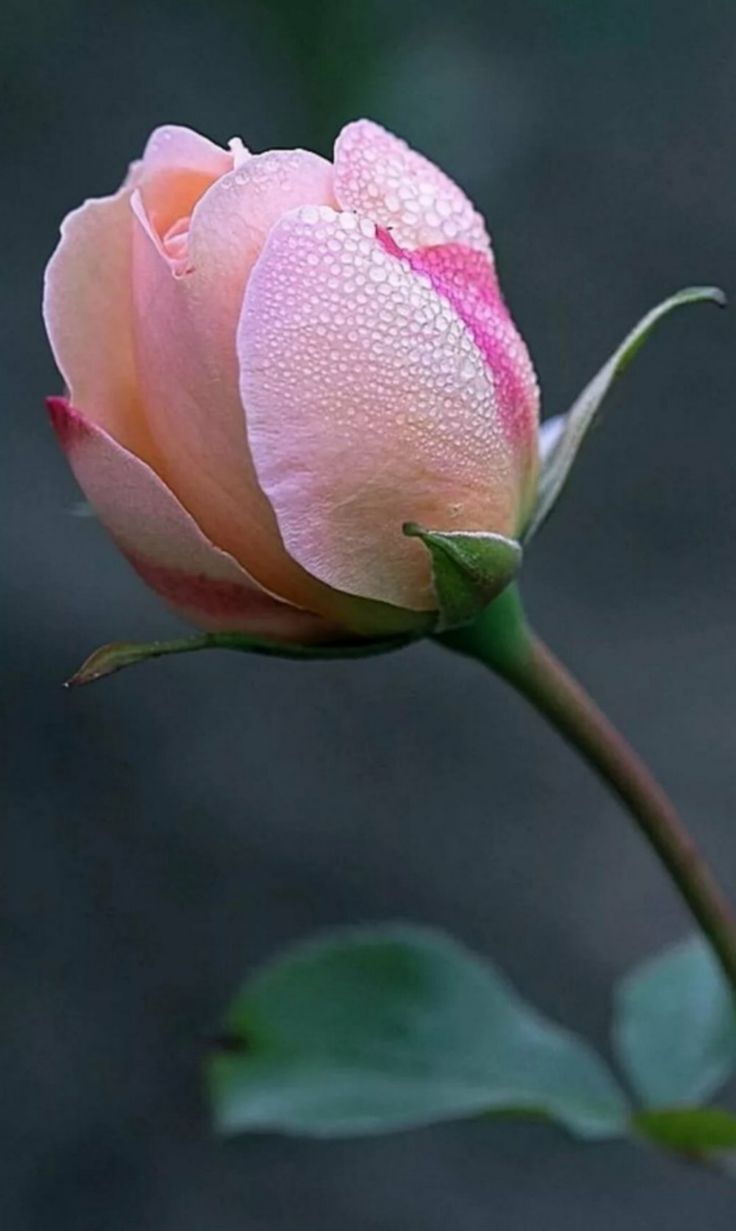 a single pink rose with water droplets on it