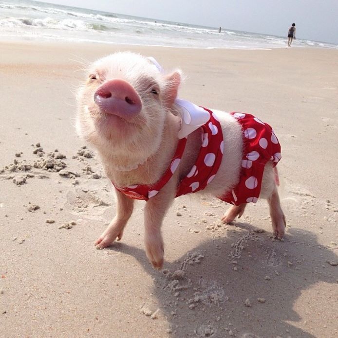 a small pig wearing a red and white shirt on the beach