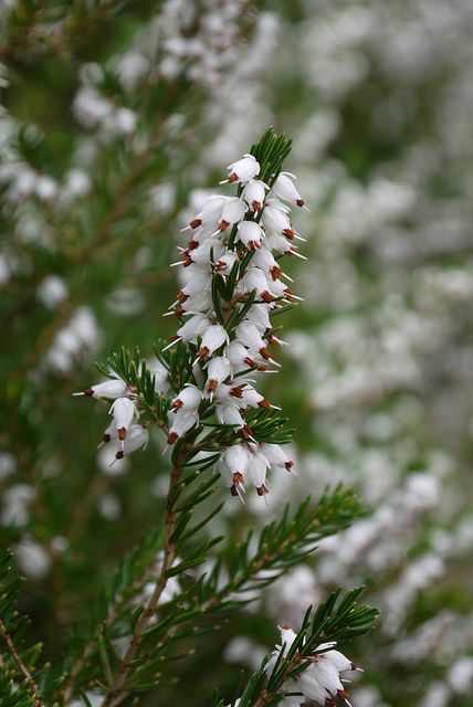 some white flowers are growing on a tree