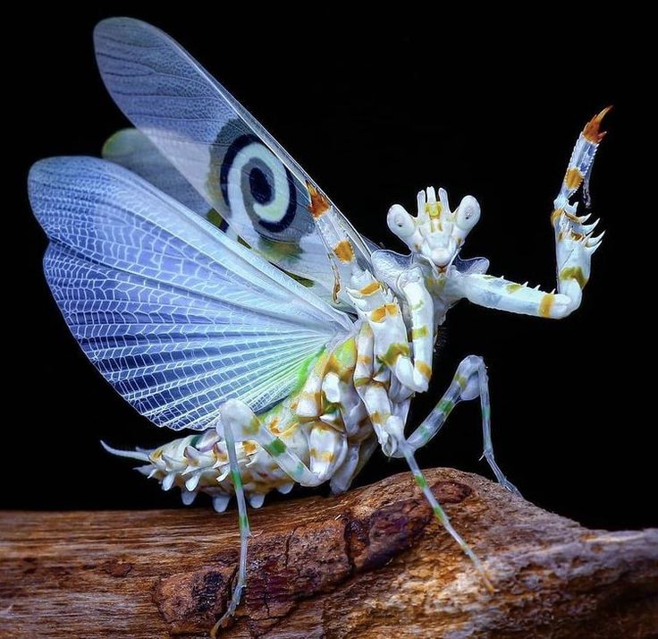 a close up of a bug on a wooden surface with its wings spread out and eyes closed