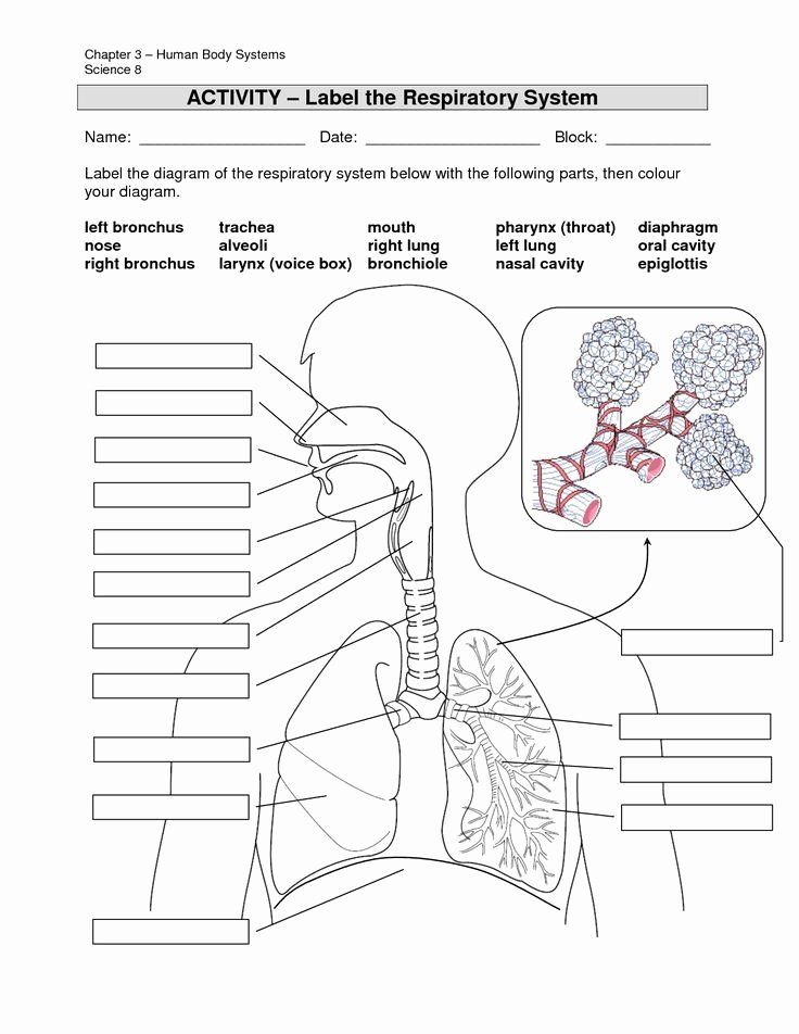 the anatomy of the human body and its organs is shown in this worksheet