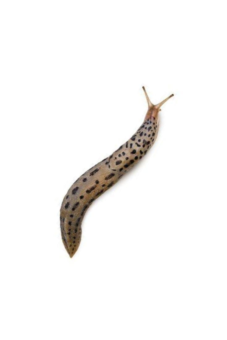 a slug crawling on the side of a white wall with black polka dot dots in it's shell