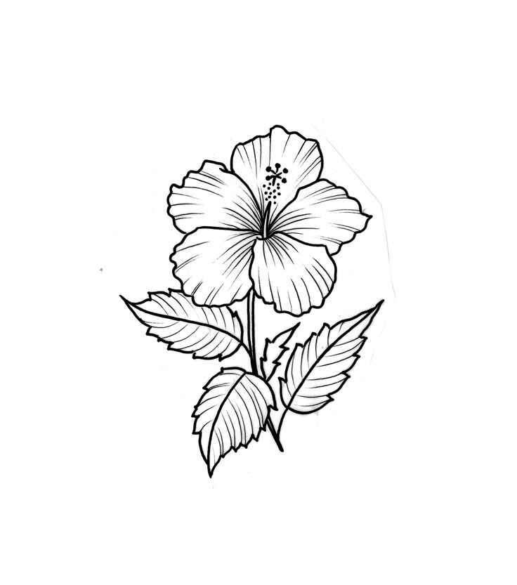 Hibiscus Tattoo Outline, Small Hibiscus Tattoo, Flower Tattoo Flash, Tropical Tattoos, Hibiscus Flower Tattoo, Divine Tattoo, Hibiscus Drawing, Hibiscus Flower Drawing, Watercolor Japanese