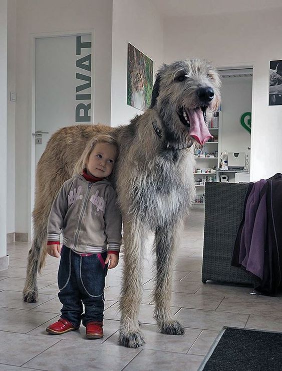 a large dog standing next to a small child