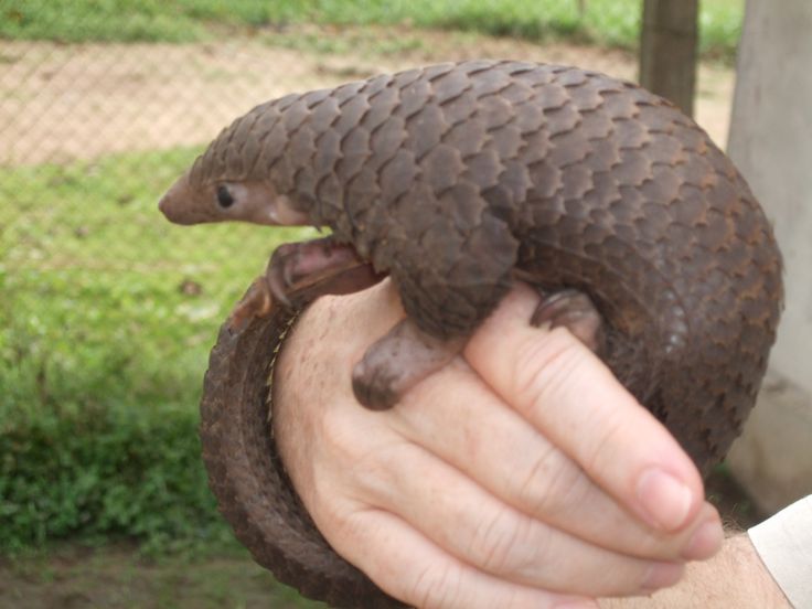 a person holding an animal in their hand