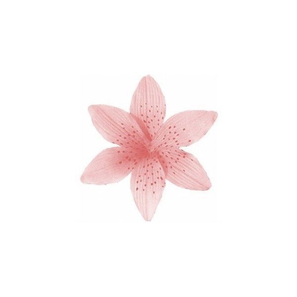 a pink flower on a white background