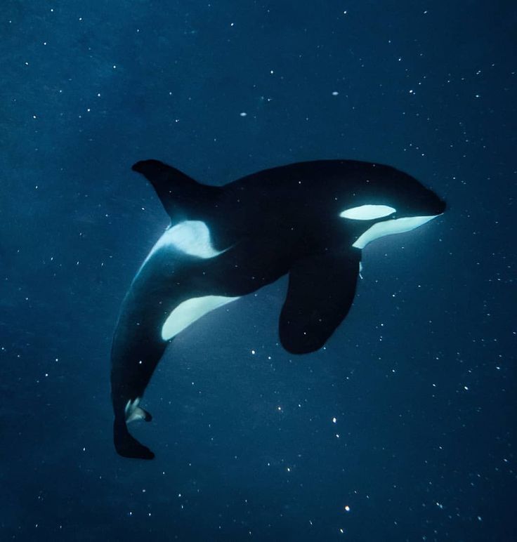 an orca whale swimming in the ocean