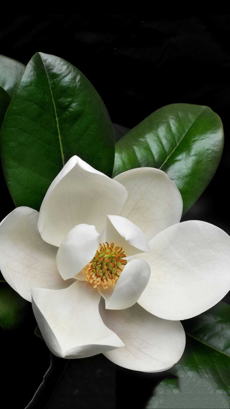 a white flower with green leaves around it