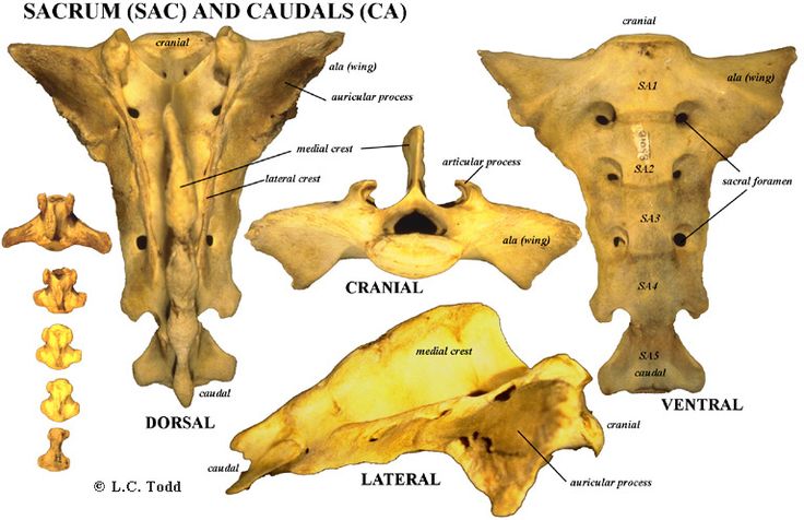 an image of the bones of different animals