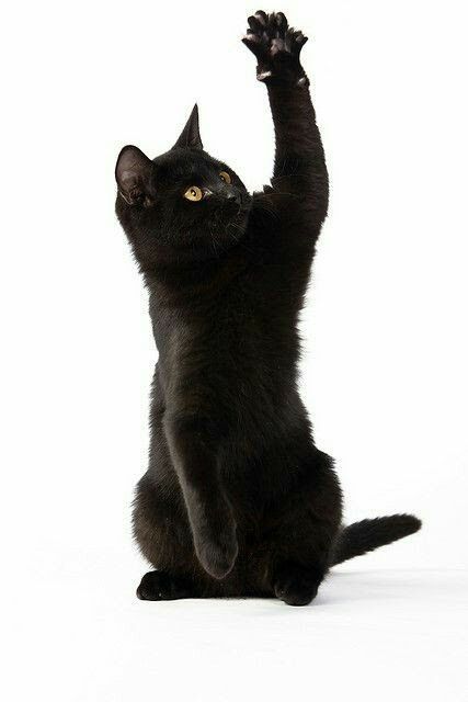 a black cat reaching up to catch a frisbee in the air with it's paws