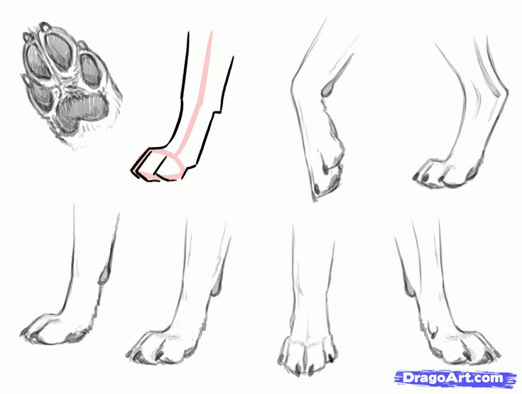 how to draw a dog's paw and foot step by step drawing instructions for beginners