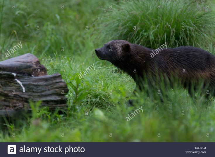 a black bear walking through tall grass near a log in the woods - stock image